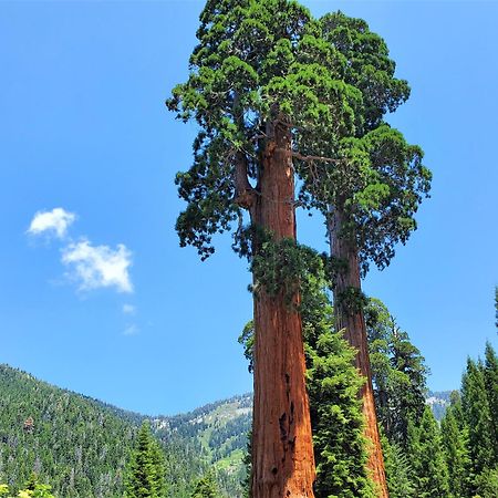 Redwood Retreat, Mountains, Adventure And Nature Ponderosa Eksteriør billede