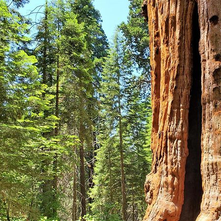 Redwood Retreat, Mountains, Adventure And Nature Ponderosa Eksteriør billede