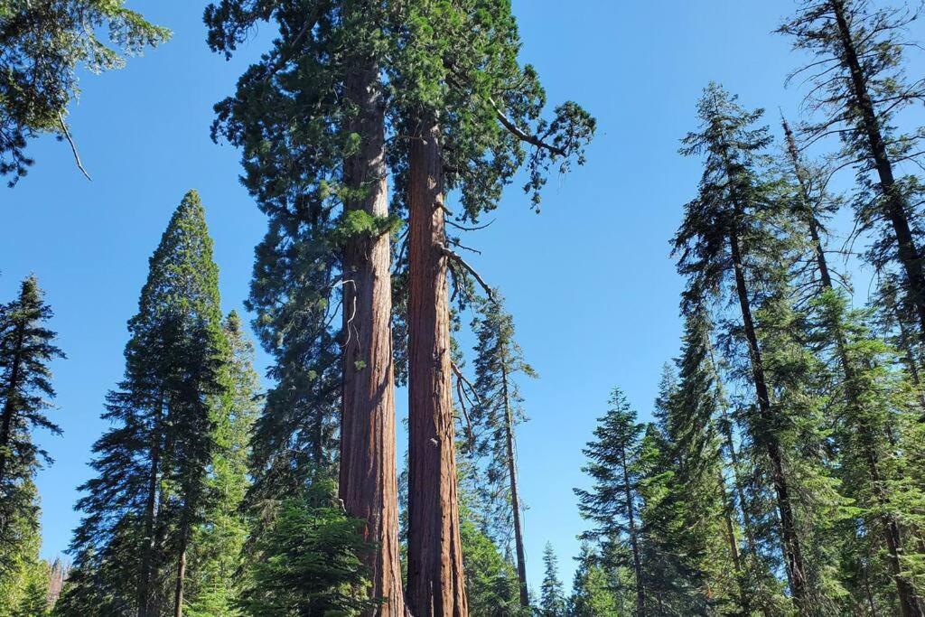 Redwood Retreat, Mountains, Adventure And Nature Ponderosa Eksteriør billede