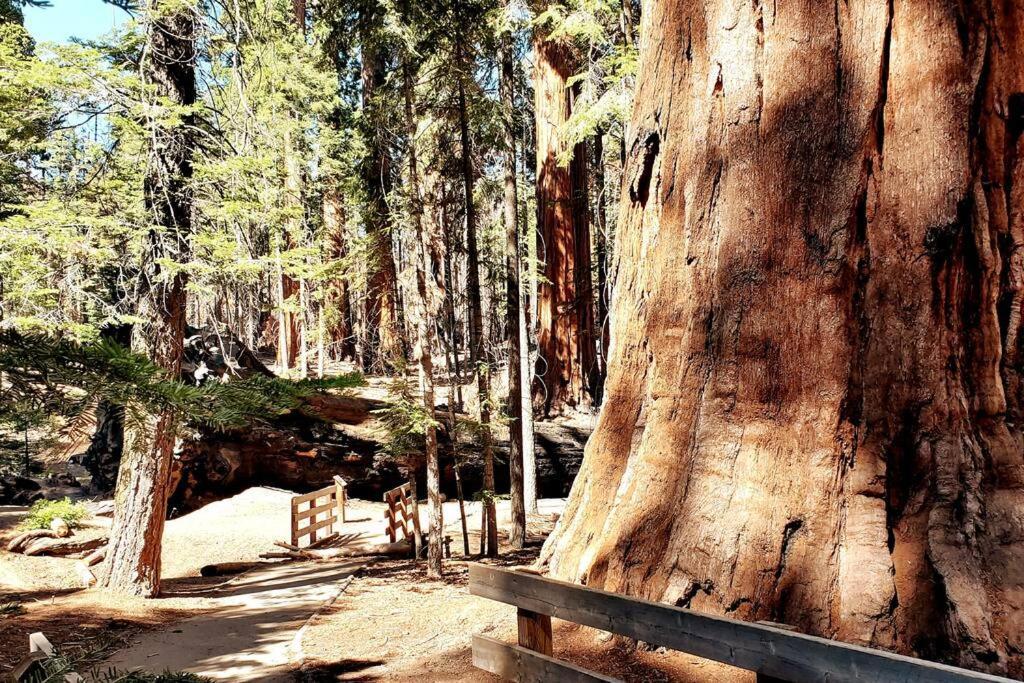 Redwood Retreat, Mountains, Adventure And Nature Ponderosa Eksteriør billede