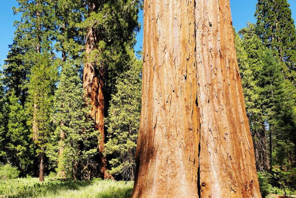 Redwood Retreat, Mountains, Adventure And Nature Ponderosa Eksteriør billede