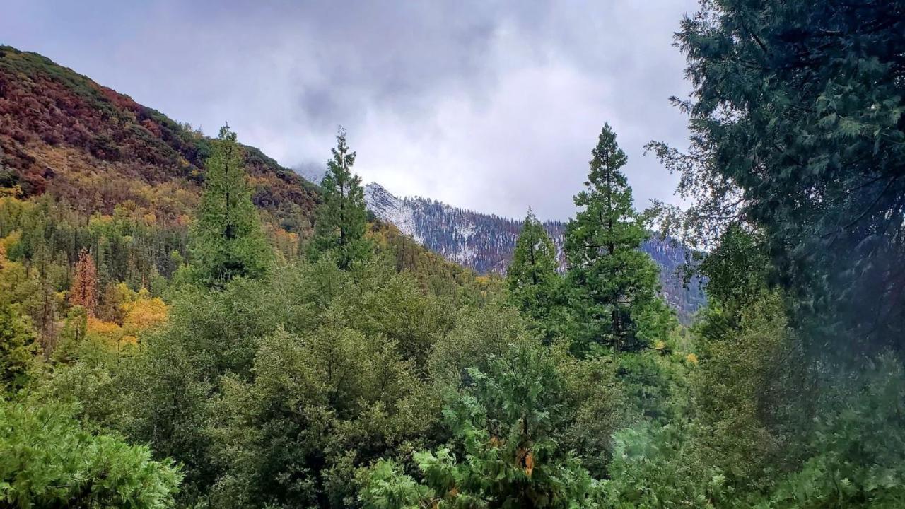 Redwood Retreat, Mountains, Adventure And Nature Ponderosa Eksteriør billede