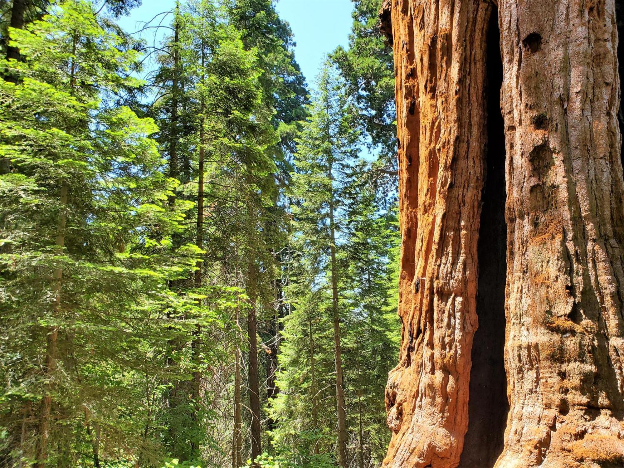 Redwood Retreat, Mountains, Adventure And Nature Ponderosa Eksteriør billede